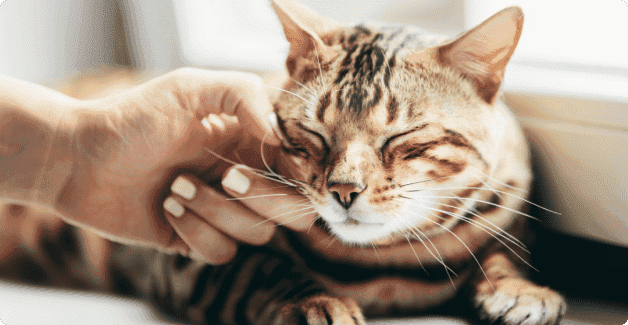 cat-assistance.png