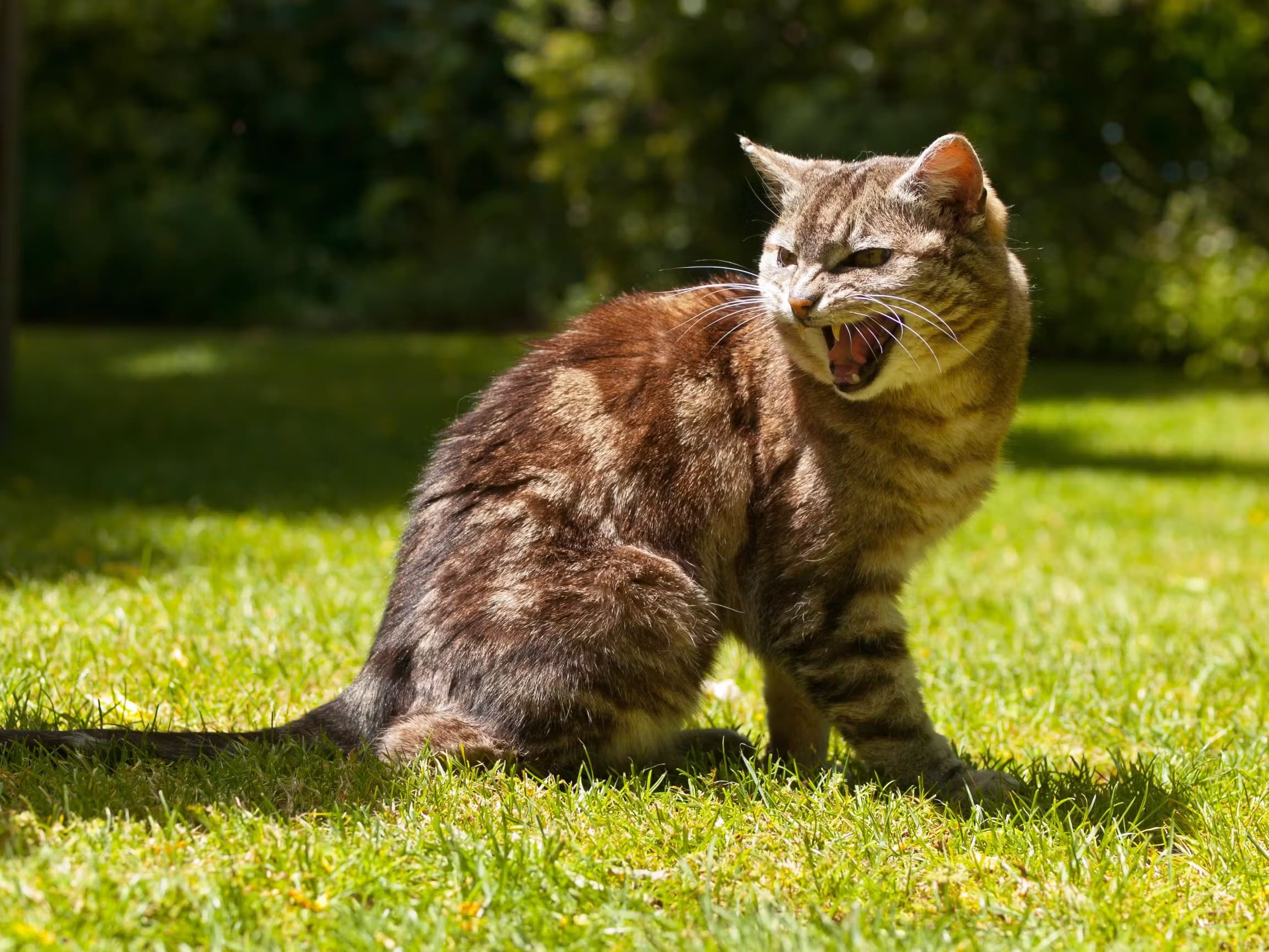 Un chat tigré brun, assis sur une pelouse verdoyante et ensoleillée, montrant ses dents dans un comportement défensif ou d'agressivité.