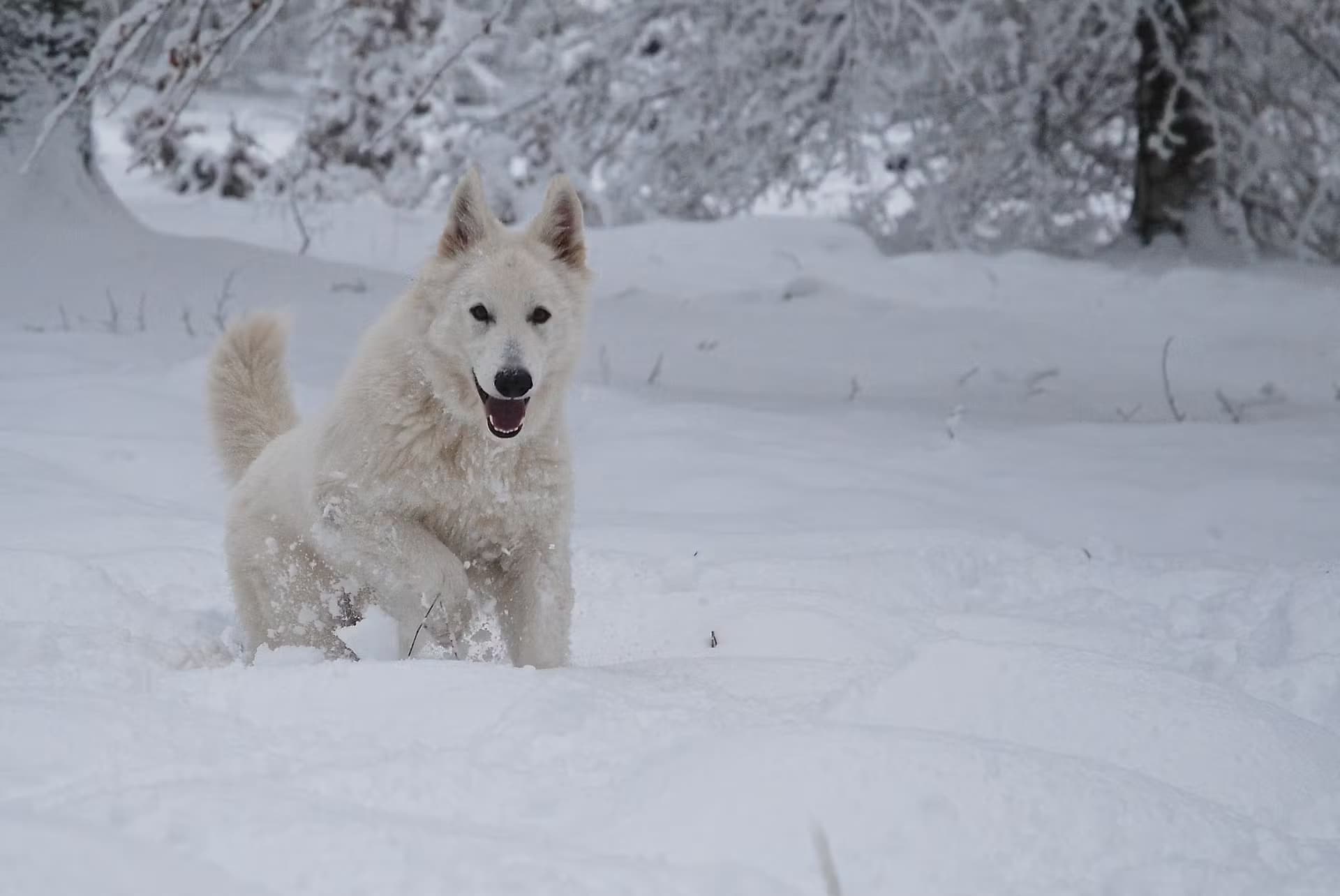 Un chien blanc courant joyeusement dans une étendue enneigée, entouré d'arbres givrés en arrière-plan.