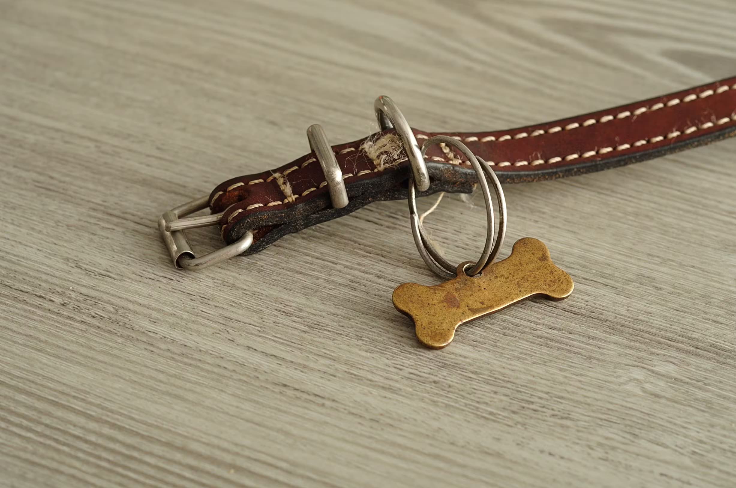collier pour chien posé sur du parquet