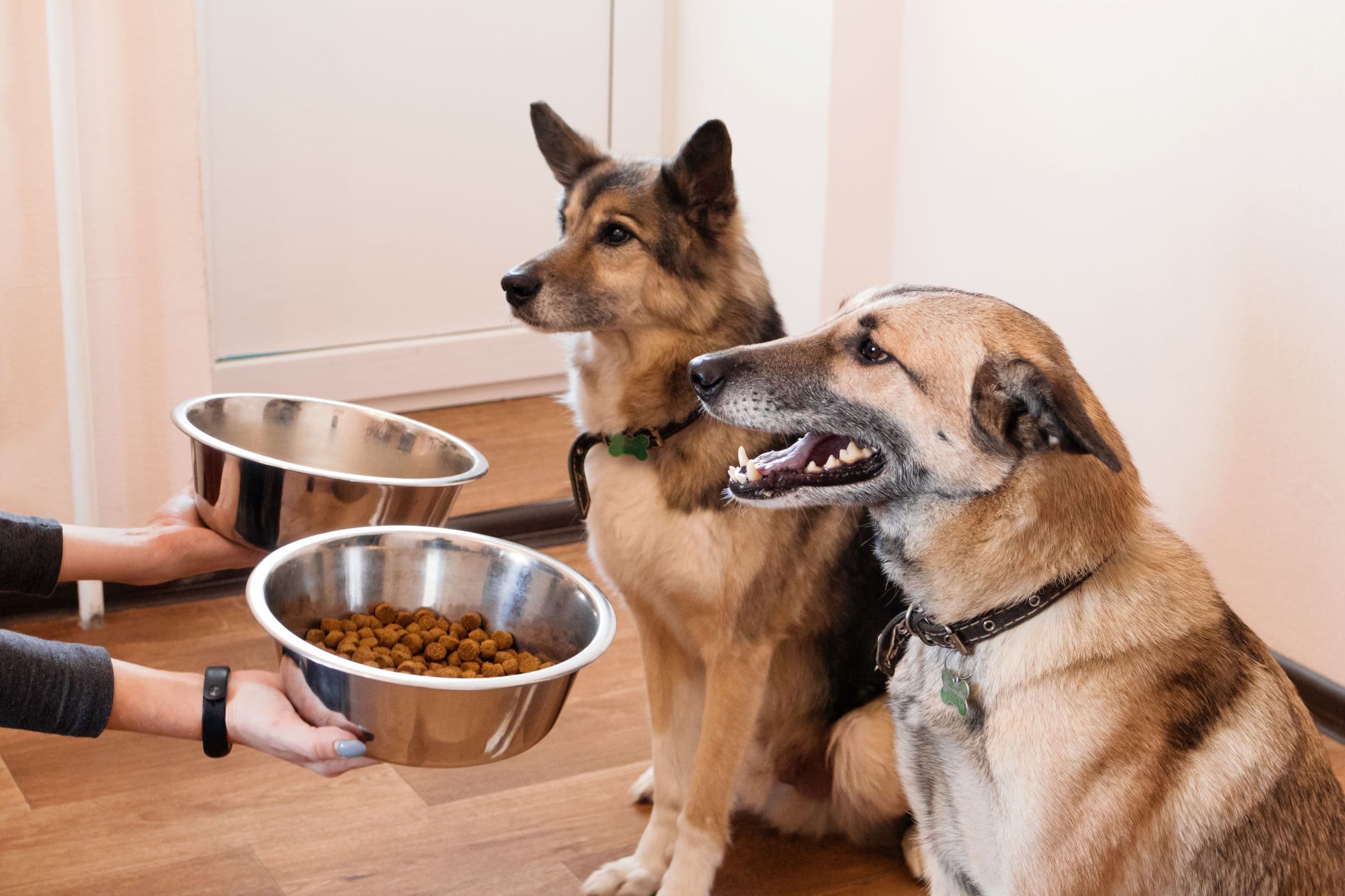 Deux chiens assis côte à côte, attendant leur repas dans des bols en métal qu’une personne leur présentent, l'un des bols rempli de croquettes.