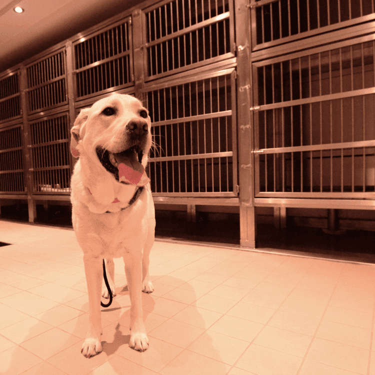 labra-assistance.png
