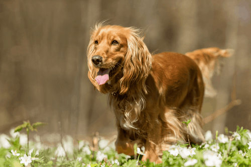 cocker spaniel.png