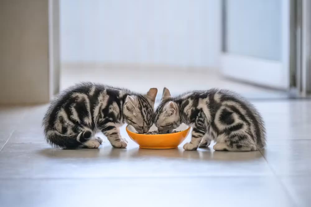 4cfb156f-0df8-4142-91d6-47107b6bfc19_Alimentation+du+chaton_shutterstock_1055974043_small.avif