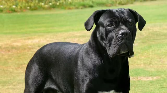 CaneCorso.avif