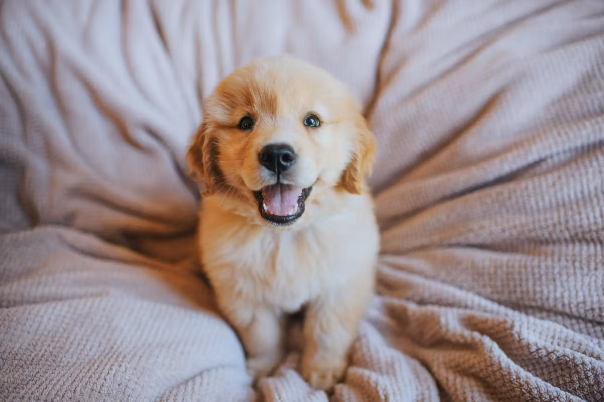 Adorable chiot Golden Retriever assis sur une couverture moelleuse, regardant joyeusement avec un sourire.