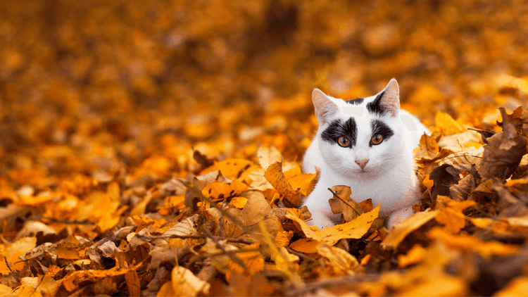 Images_Articles_2025-2026 (3).png